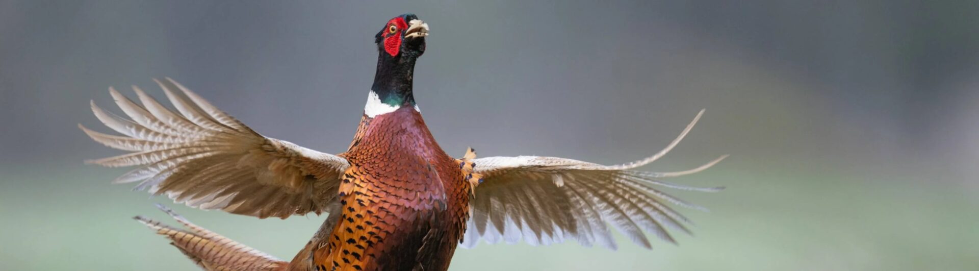 Schoffel Country blog post pheasants countryside hero 2 dc0aa7eb 4b31 4804 8310 1db52f22a213