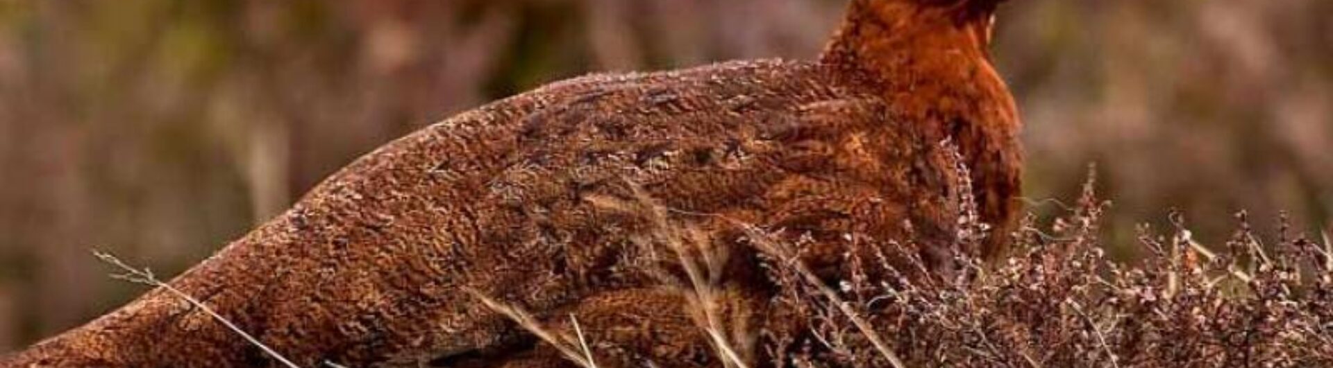 Grouse
