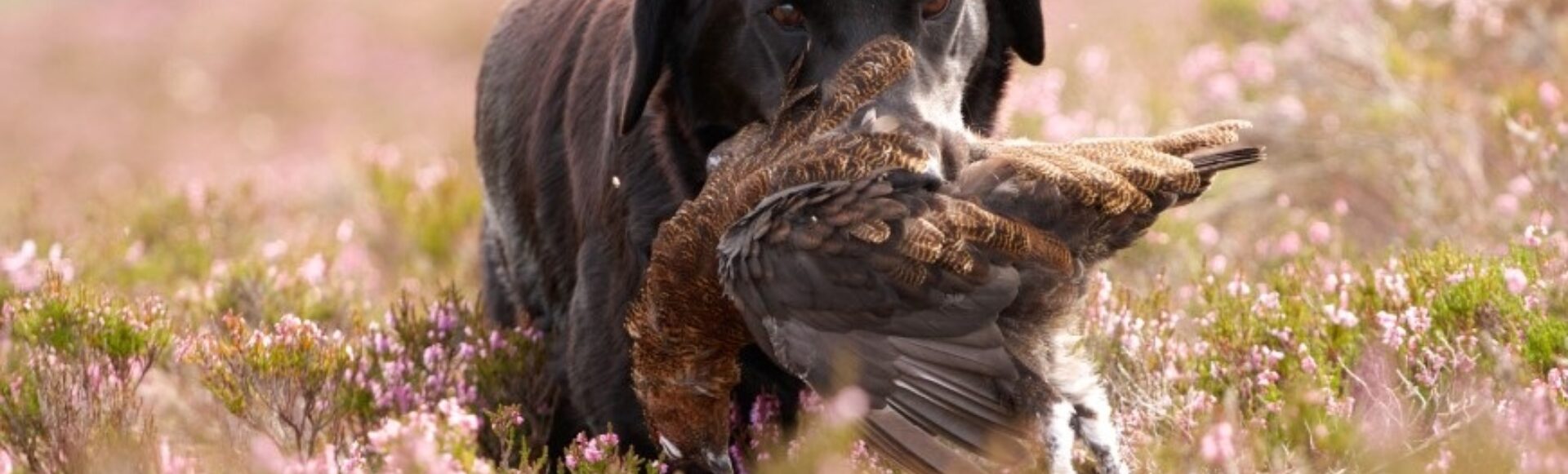 LA 163 Sporting dog with grouse 1920 x 580